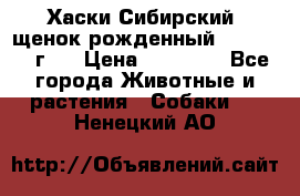 Хаски Сибирский (щенок рожденный 20.03.2017г.) › Цена ­ 25 000 - Все города Животные и растения » Собаки   . Ненецкий АО